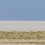 African Photo Safari in Etosha National Park, Namibia