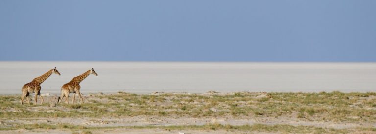 African Photo Safari in Etosha National Park, Namibia