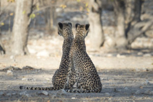 Cheetahs resting on Ongava Game Reserve near Ongava Lodge