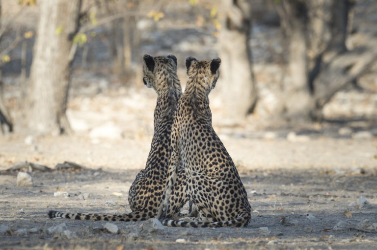 Cheetahs resting on Ongava Game Reserve near Ongava Lodge