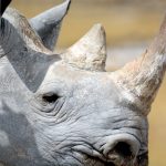 Etosha camping safari