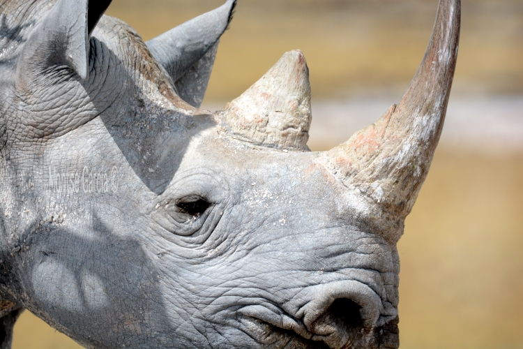 Etosha camping safari