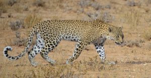 Etosha camping safari