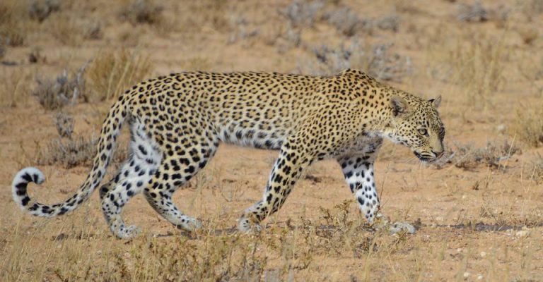 Etosha camping safari