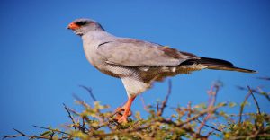 Etosha camping safari