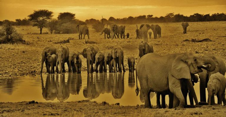 Etosha Photographic safaris
