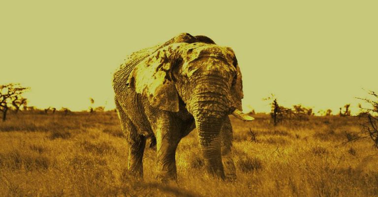 Etosha camping safari