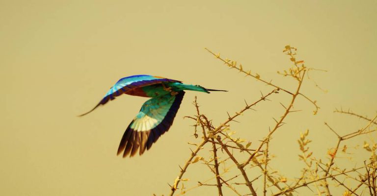 Etosha camping safari