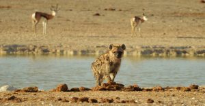 Etosha camping safari