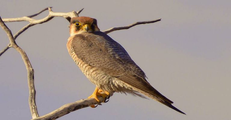 Etosha camping safari