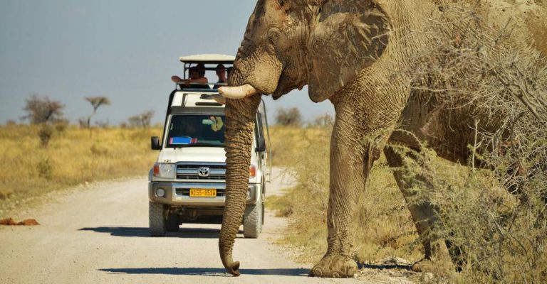 Etosha Swakopmund adventure
