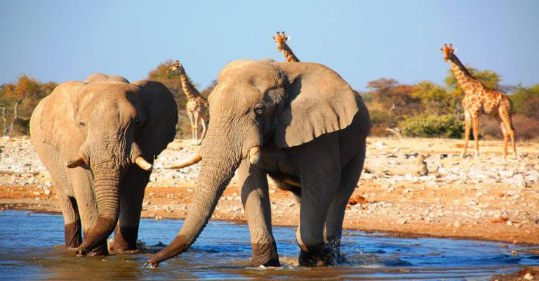 Etosha camping safari