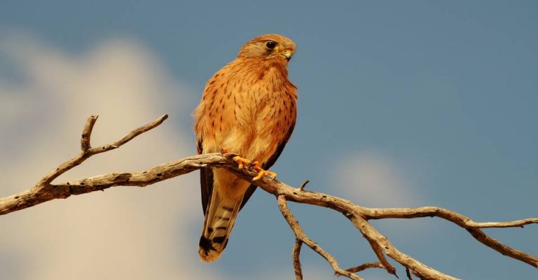 Etosha Photographic safaris