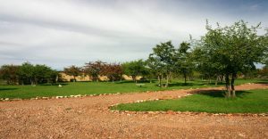 Grassy Etosha Safari Campsite beneath mopane trees