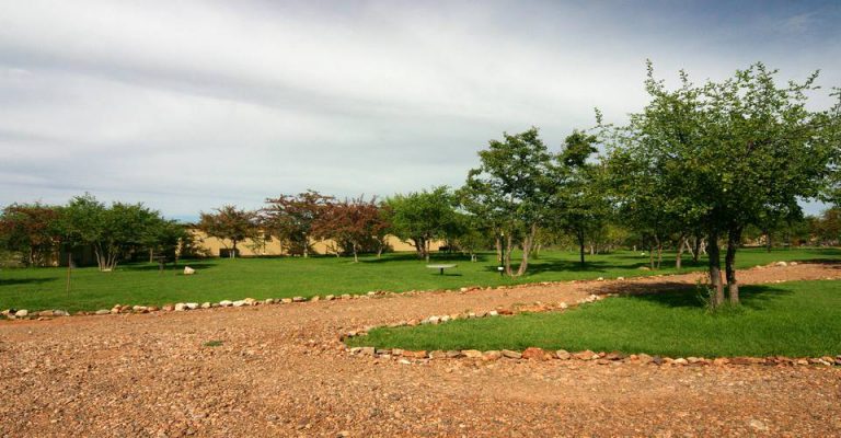 Grassy Etosha Safari Campsite beneath mopane trees