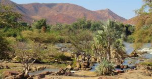Northern namibia safari