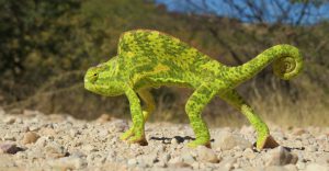 Etosha camping safari