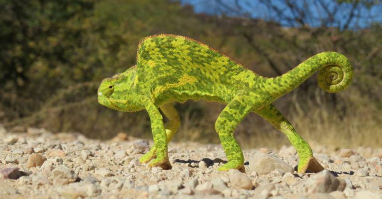 Etosha camping safari