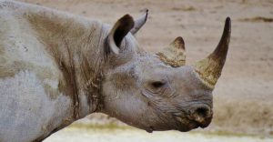 Etosha Photographic safaris