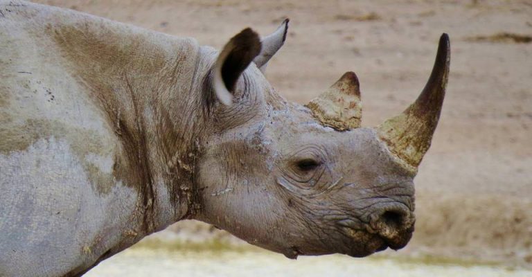 Etosha Photographic safaris