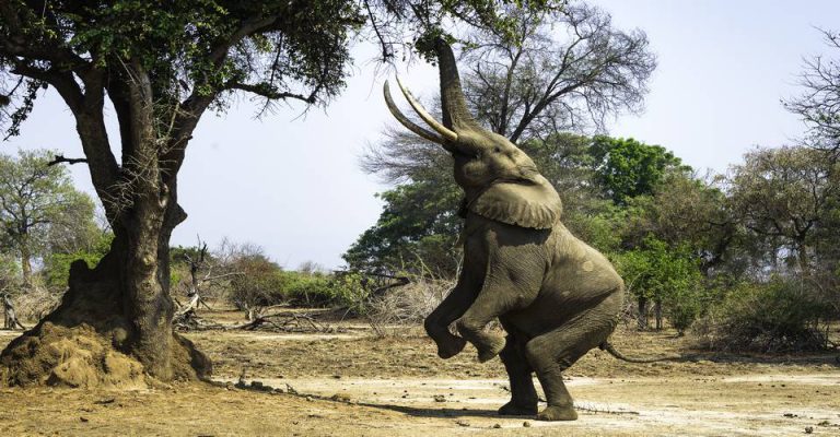 Northern namibia safari