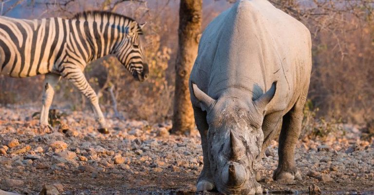 White rhino and zebra near Ongava Lodge