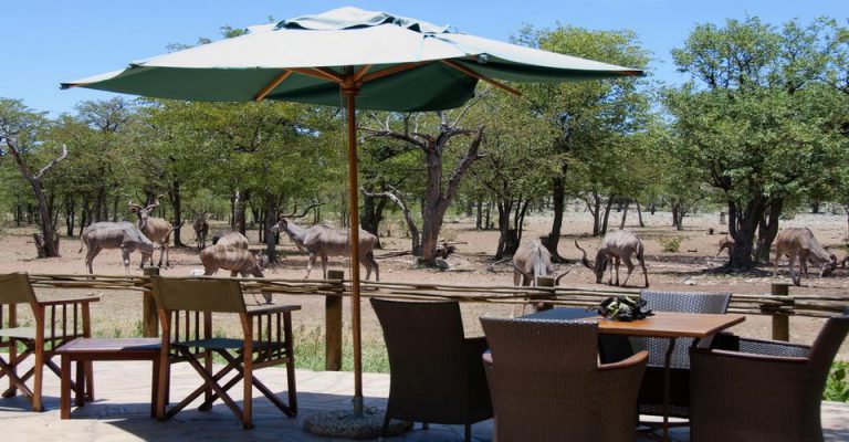 Wildlife at the waterhole beside Ongava Tented Camp