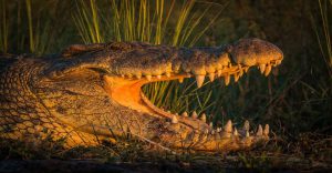 Northern namibia safari