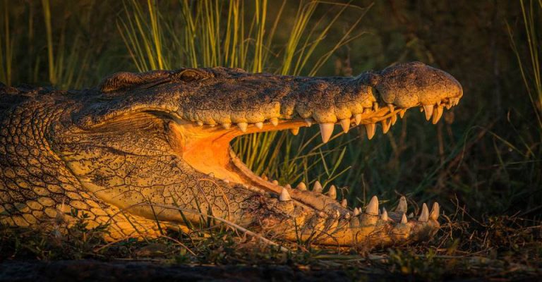 Northern namibia safari