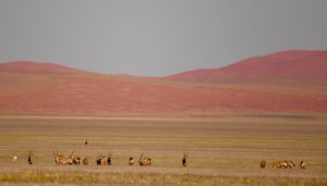 Ultimate Namibia self drive safari