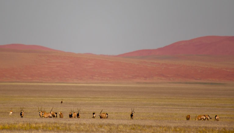 Ultimate Namibia self drive safari