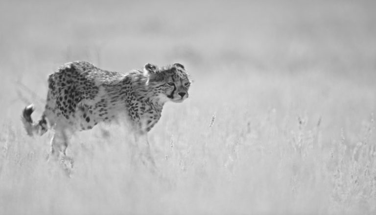 Ultimate Namibia self drive safari