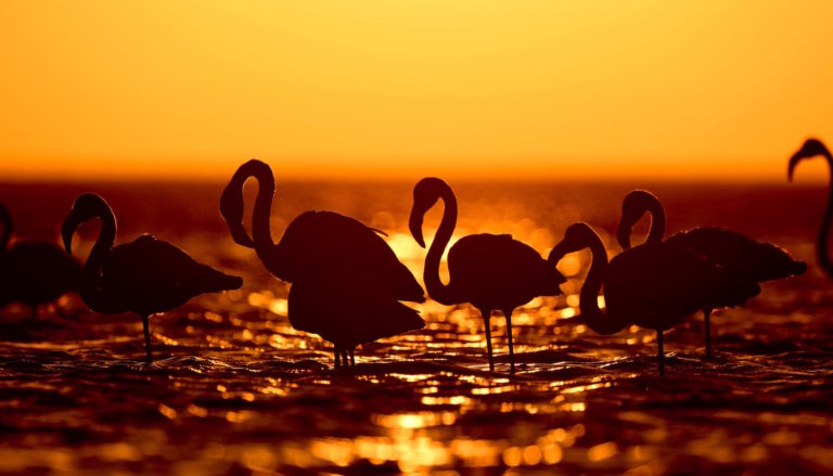 Ultimate Namibia self drive safari
