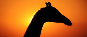 ETOSHA PHOTOGRAPHIC SAFARI