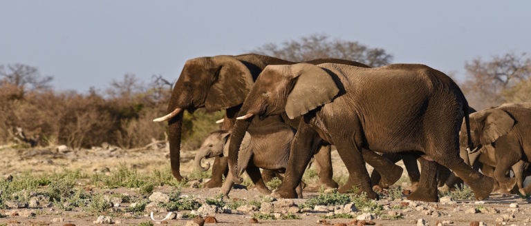 ETOSHA PHOTOGRAPHIC SAFARI