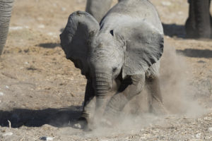 Young elephant seen on safari from Ongava Tented Camp