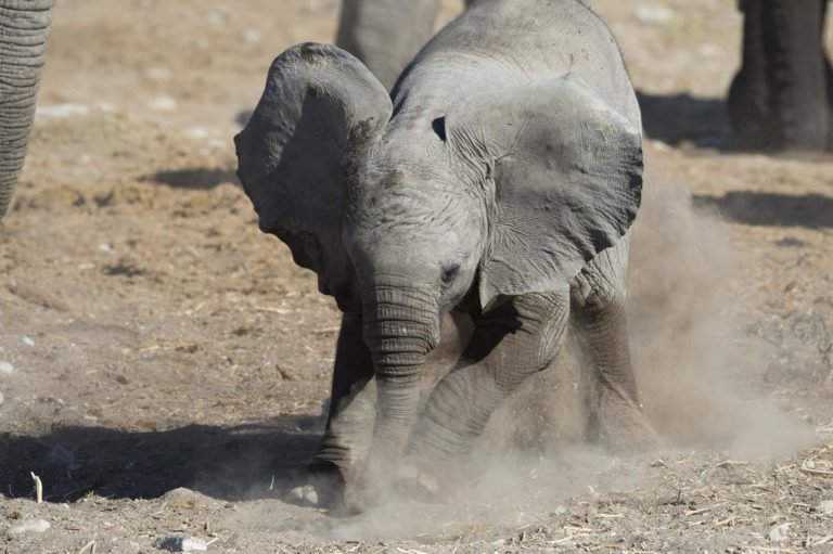 Young elephant seen on safari from Ongava Tented Camp