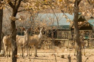 Kudu near Encounter by Ongava tented accommodation