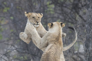 Lion cubs playing on Ongava Game Reserve