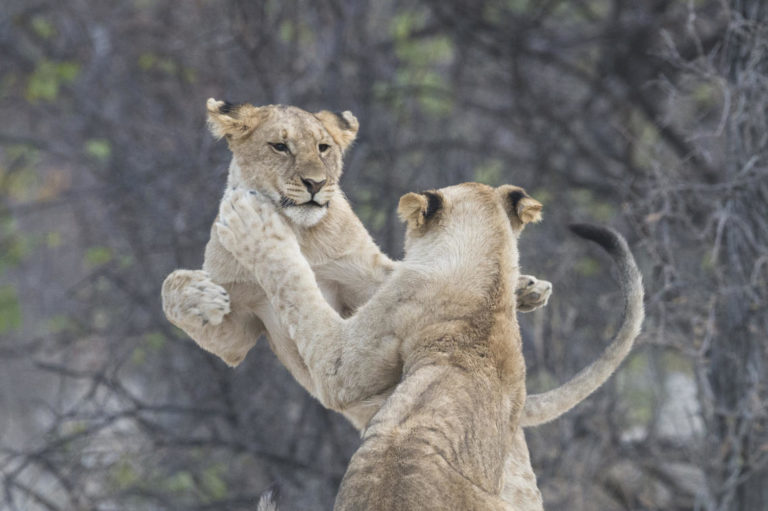 Lion cubs playing on Ongava Game Reserve