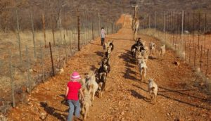 Etosha lodge near Anderson Gate – guided walk with young animals