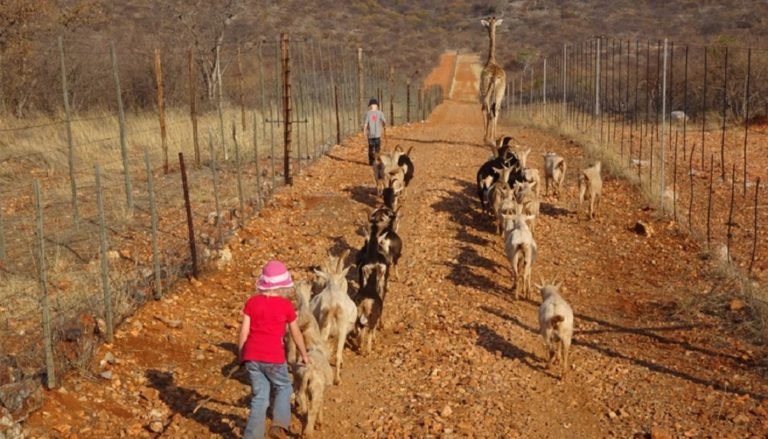 Etosha lodge near Anderson Gate – guided walk with young animals