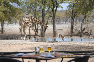 Giraffes at a waterhole near Little Ongava and Ongava Lodge