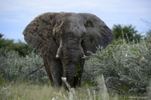 Elephant seen on a safari from Onguma Campsites