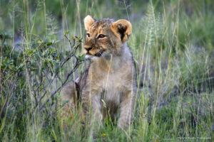 Lion cub seen during an Onguma campsite safari