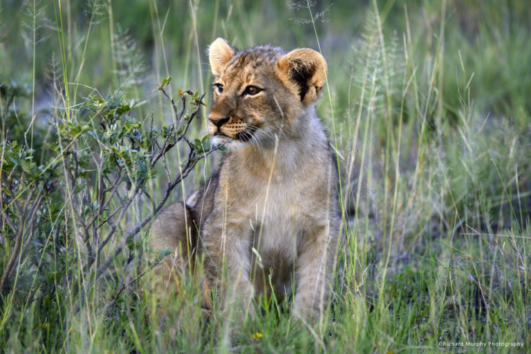 Lion cub seen during an Onguma campsite safari
