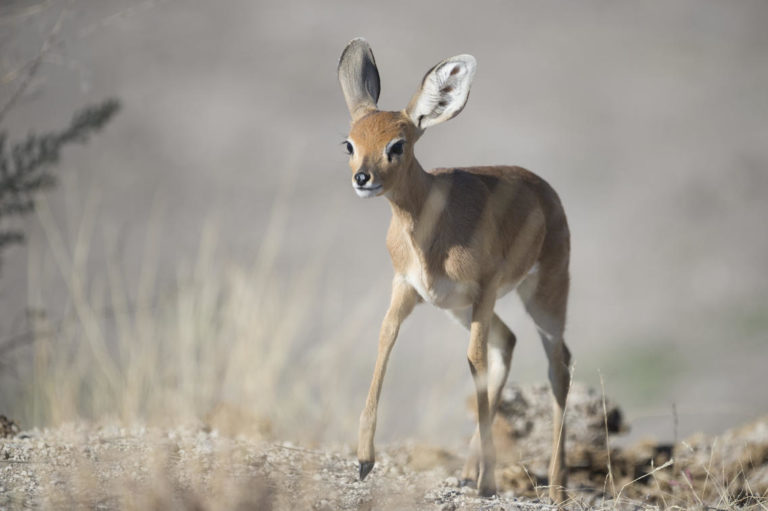 Young antelope seen from Anderssons at Ongava