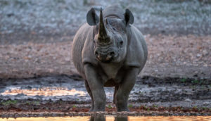 Black rhino at the Anderssons at Ongava waterhole
