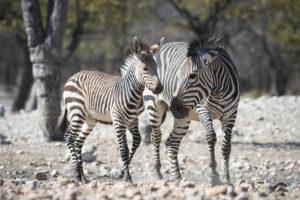 Adult zebra and foal near Ongava Tented Camp