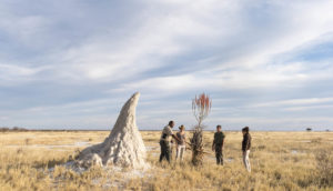 Guided bush walk activity available from Onguma Campsites